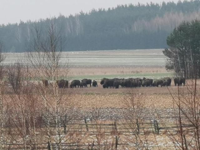 Wsrod Pol I Lasow Dubicze Cerkiewne Luaran gambar